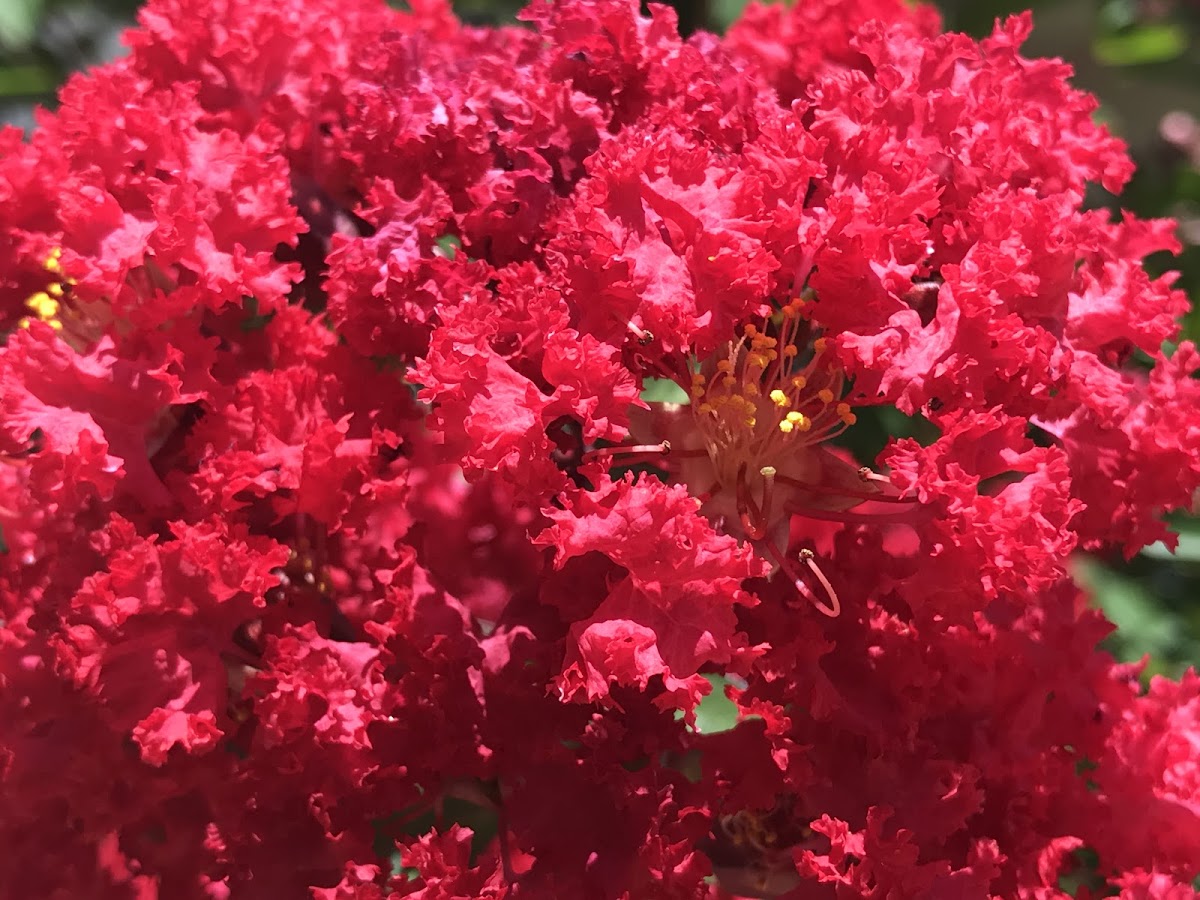 Texas Grown Tree Farm LLC in Mexia, Texas