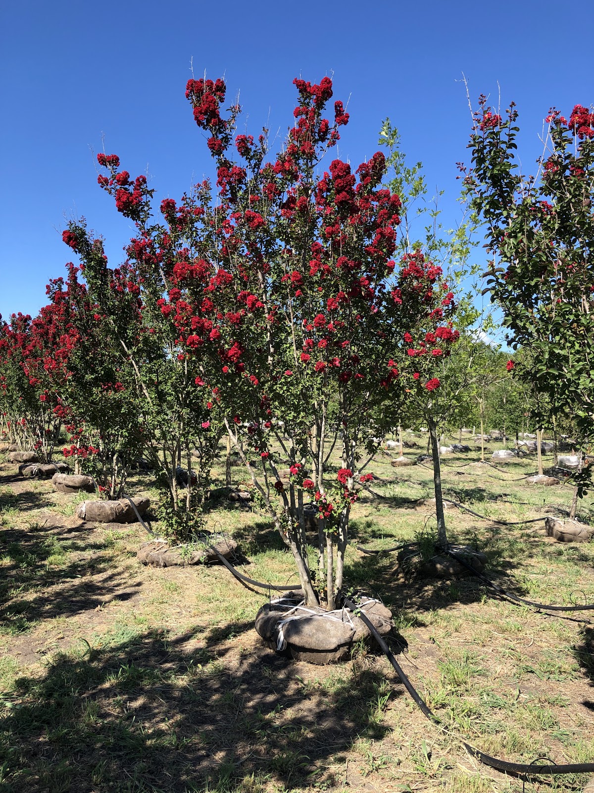 Texas Tree Farms, LLC in Waxahachie, Texas