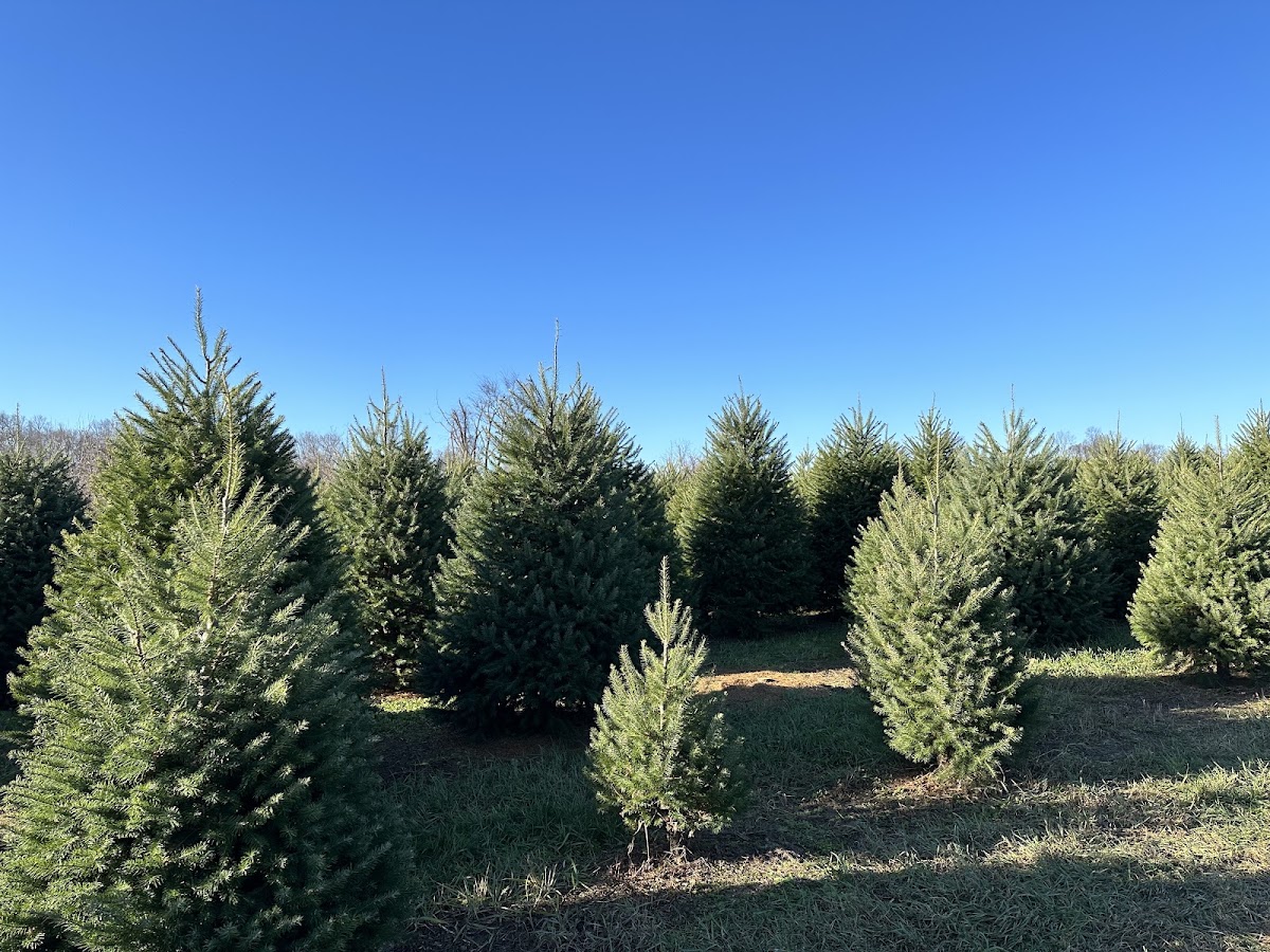 Texter Mountain Pines in Robesonia, Pennsylvania