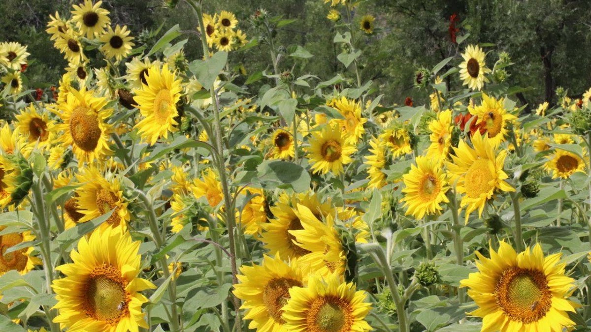 The Bee Hugger in Longmont, Colorado