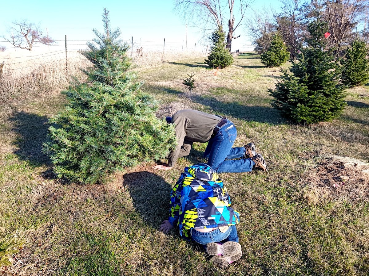The Christmas Tree Farm in Maxwell, Iowa