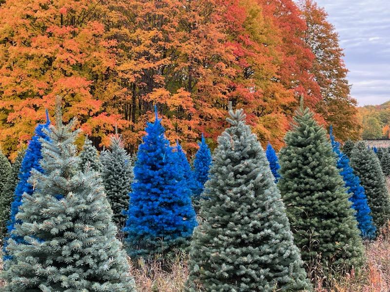 The Christmas Tree Lot in Southgate, Michigan