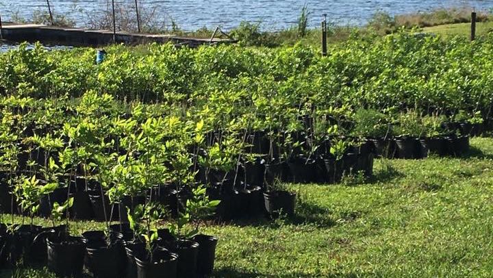 The Family Tree Farm and Nursery in Dade City, Florida