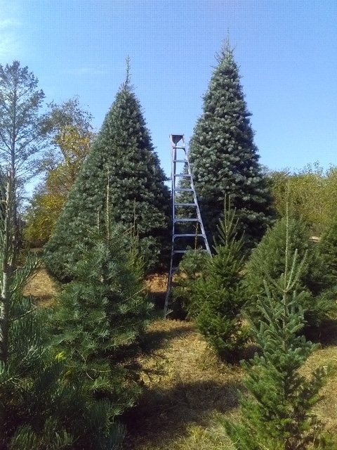 The Gettysburg Tree Farm in Gettysburg, Pennsylvania