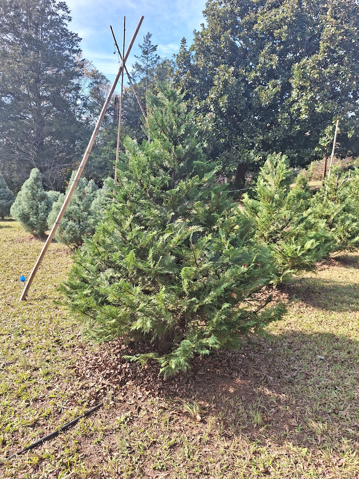 The Myers Family Christmas Tree Farm in Anderson, South Carolina