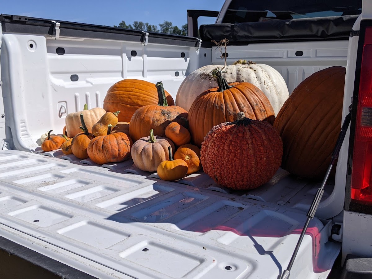The Pumpkin Patch at BE Farm in Bayard, Nebraska