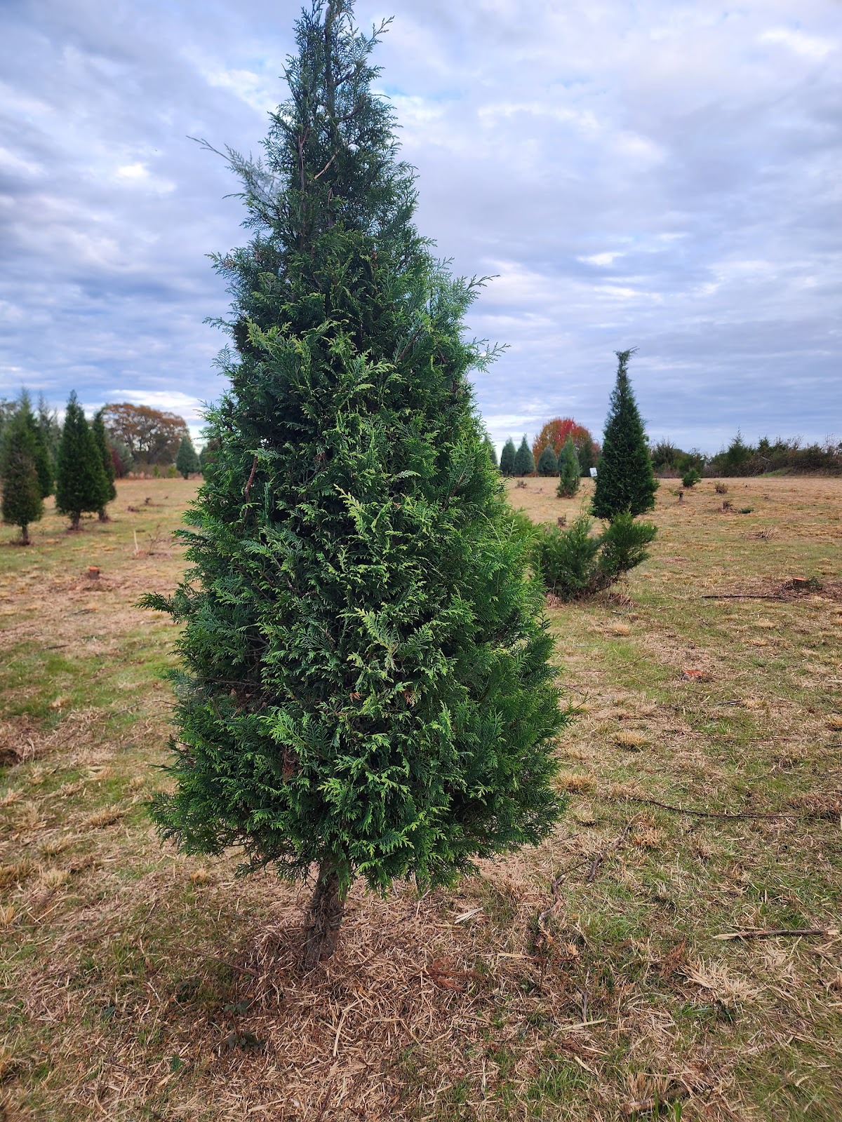 The Rock Christmas Tree Farm in The Rock, Georgia