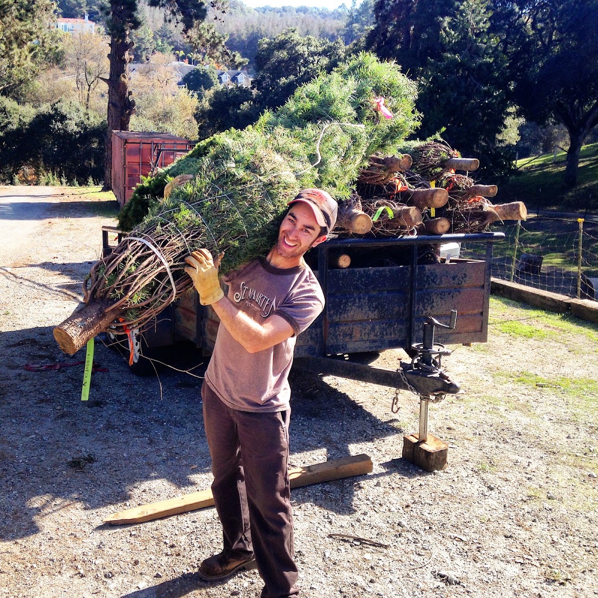 Thompson's Choose 'n Cut Christmas Tree Farm in Aromas, California