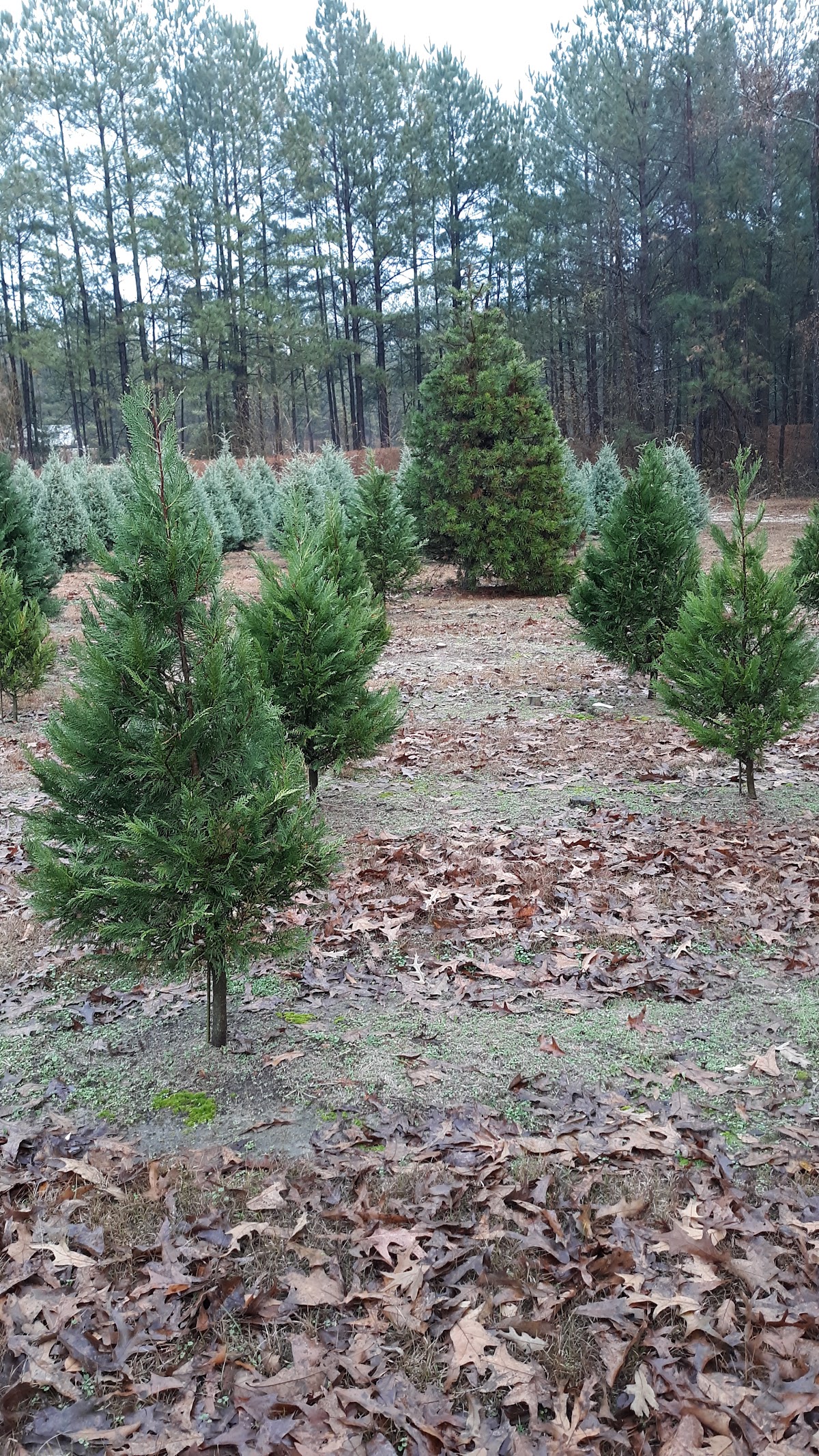 Tidwell Christmas Tree Farm in Fordyce, Arkansas