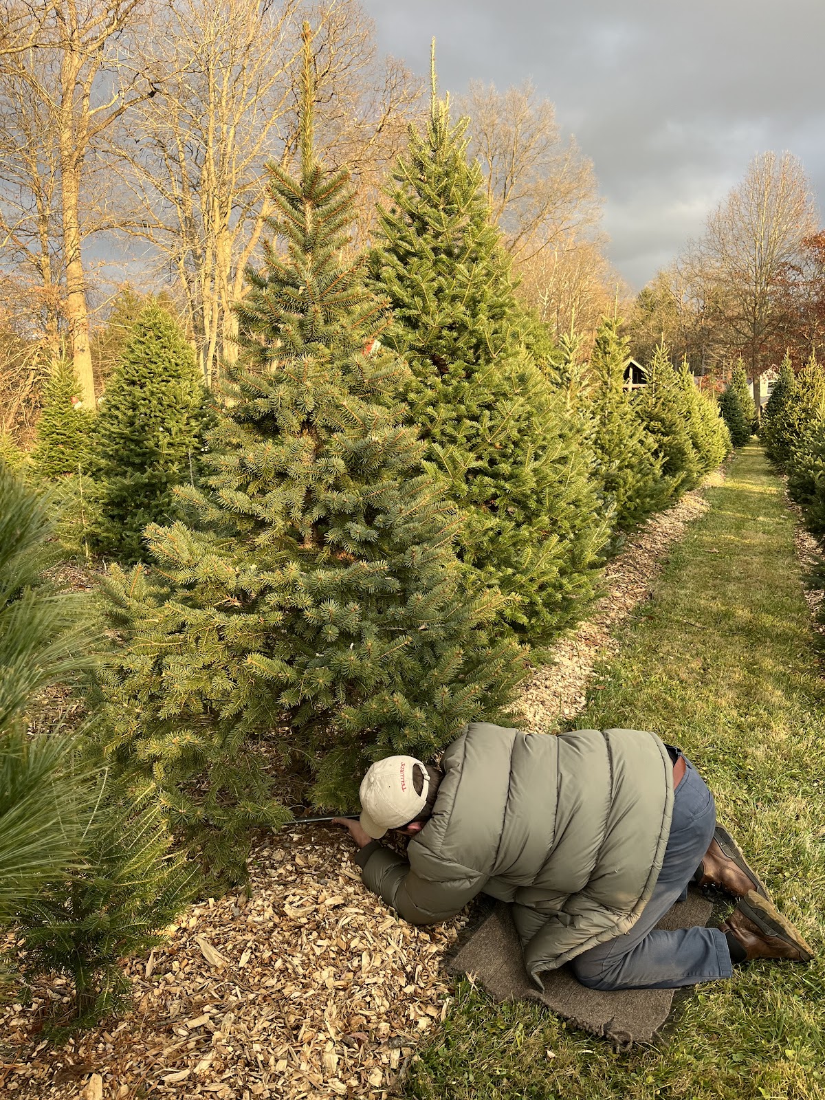 Timber Valley Christmas Tree Farm in Medina, Ohio