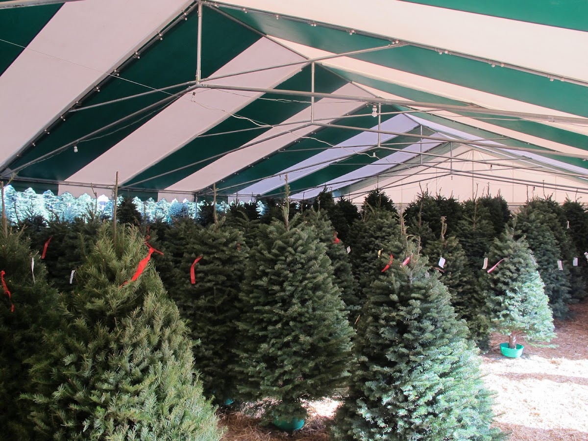 Tina's Trees in Los Angeles, California