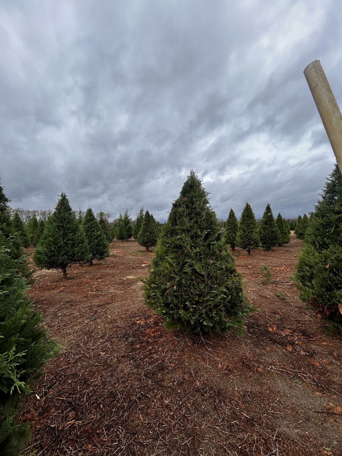 Todd's Christmas Tree Farm in Claxton, Georgia