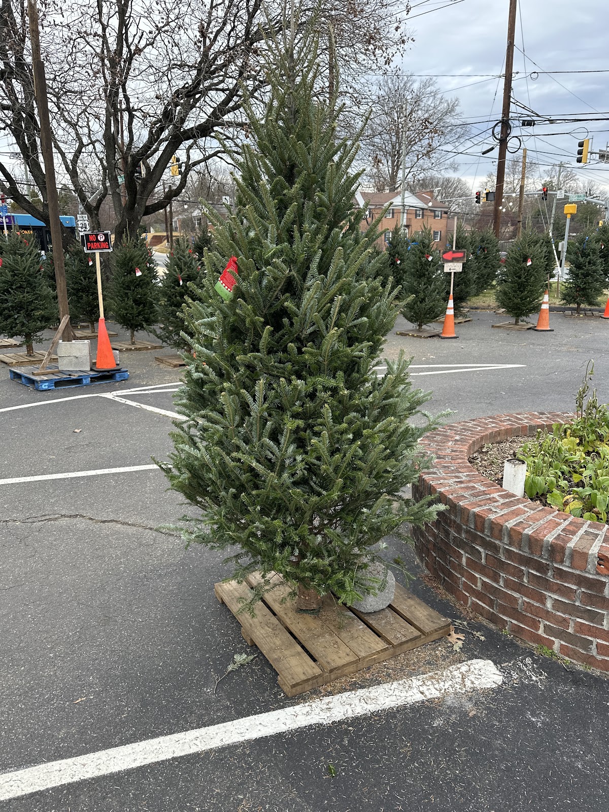 Tollhouse Christmas Tree Market in Silver Spring, Maryland