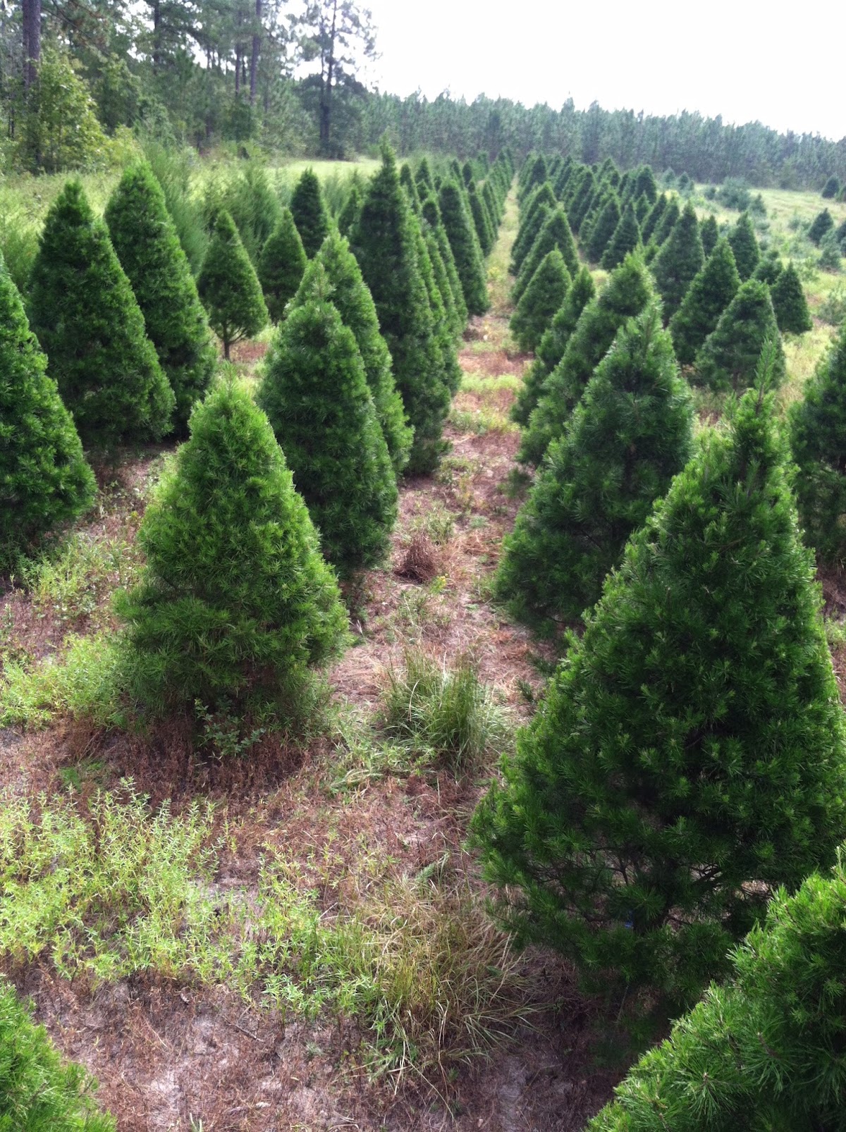 Tom Sawyer's Christmas Trees in Monetta, South Carolina