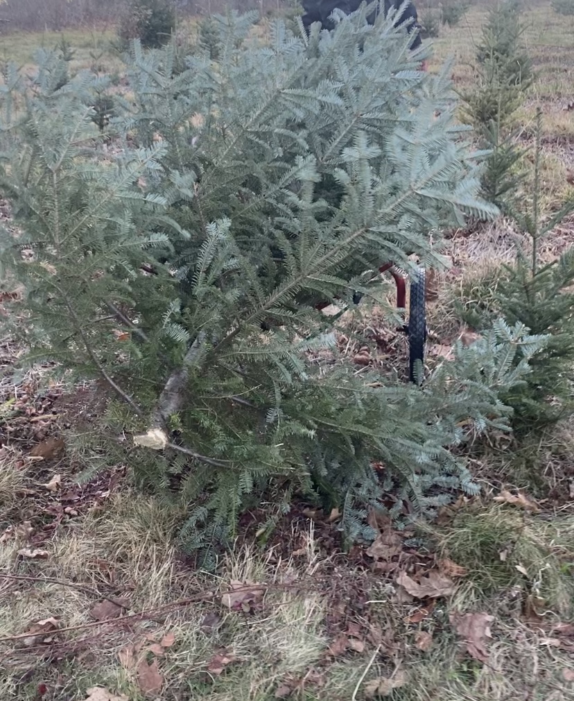 Towill's Christmas Tree Farm in Plymouth, Connecticut