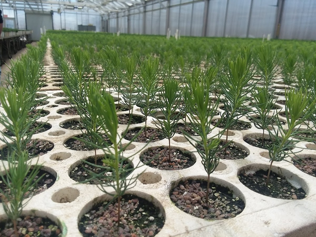 Towner Nursery in Towner, North Dakota