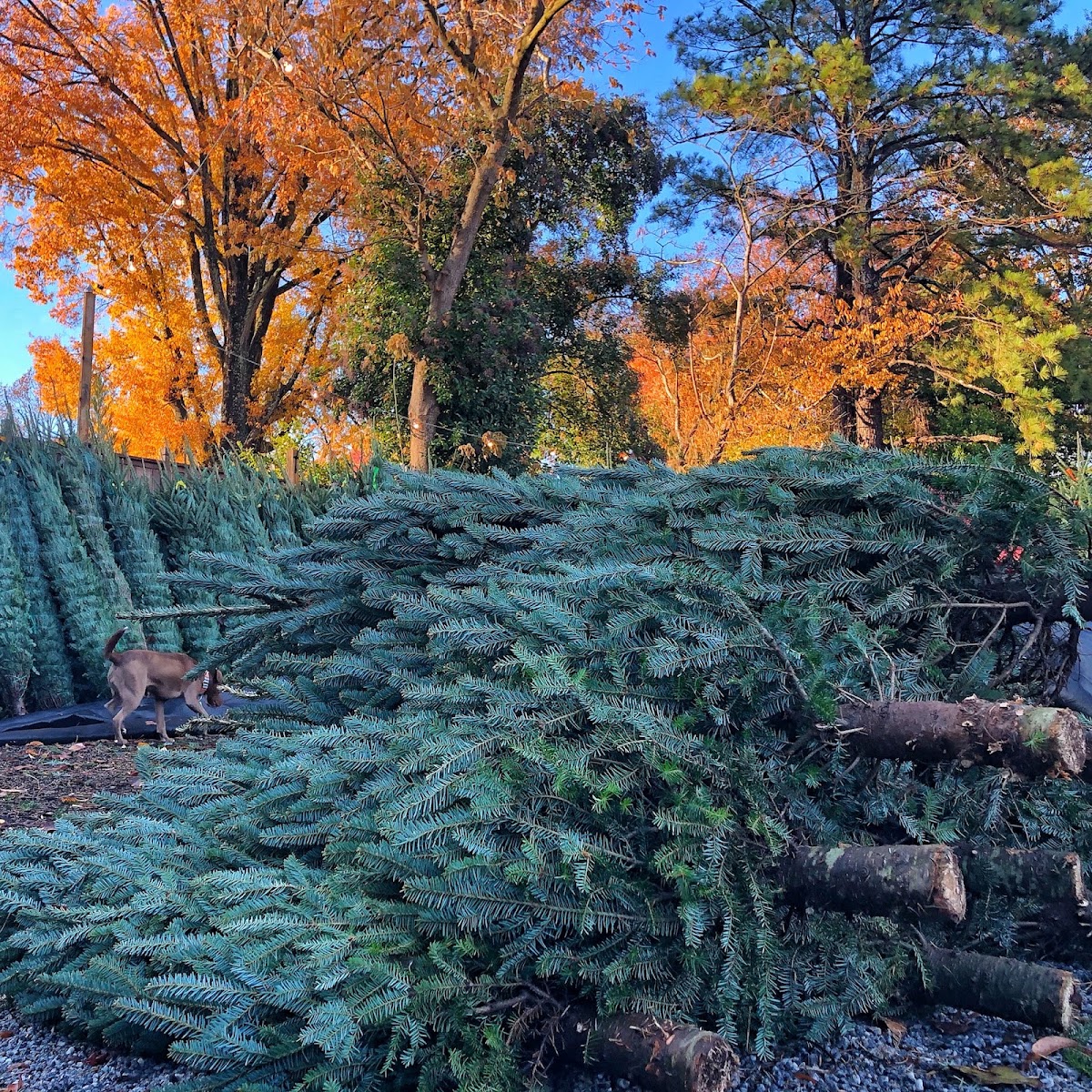 Tradition Trees (Chamblee) in Chamblee, Georgia