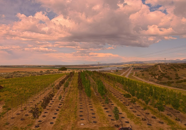 Tree Country Farm in American Falls, Idaho