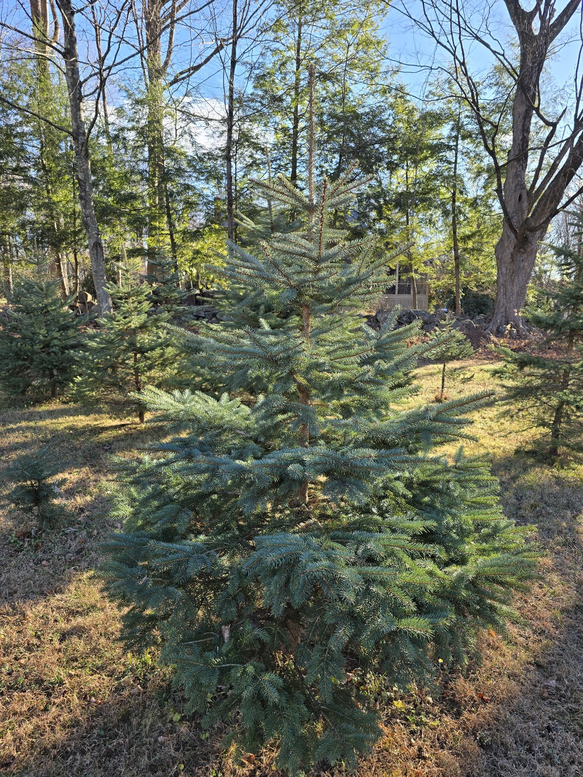 Tree Farms in Redding, Connecticut