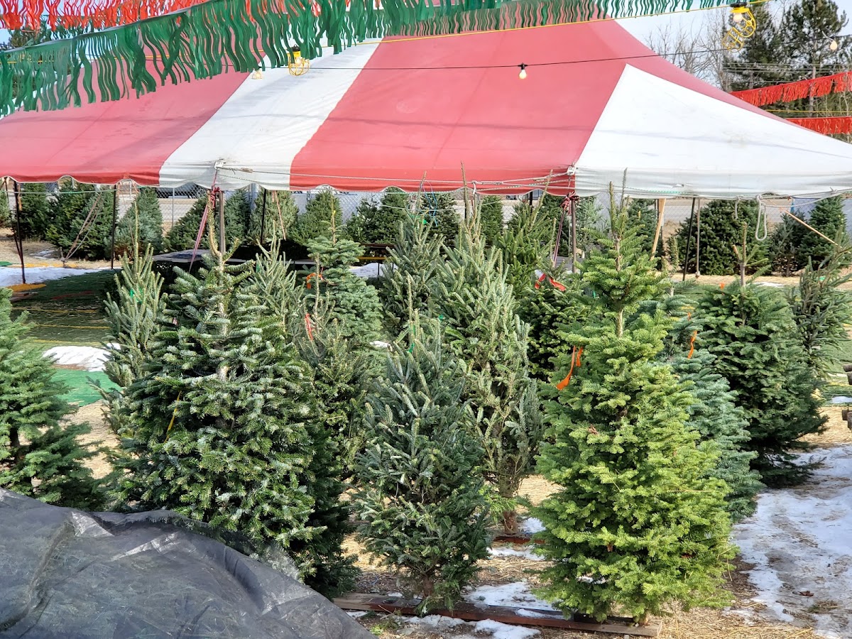 Tree Land Christmas Trees in Centennial, Colorado