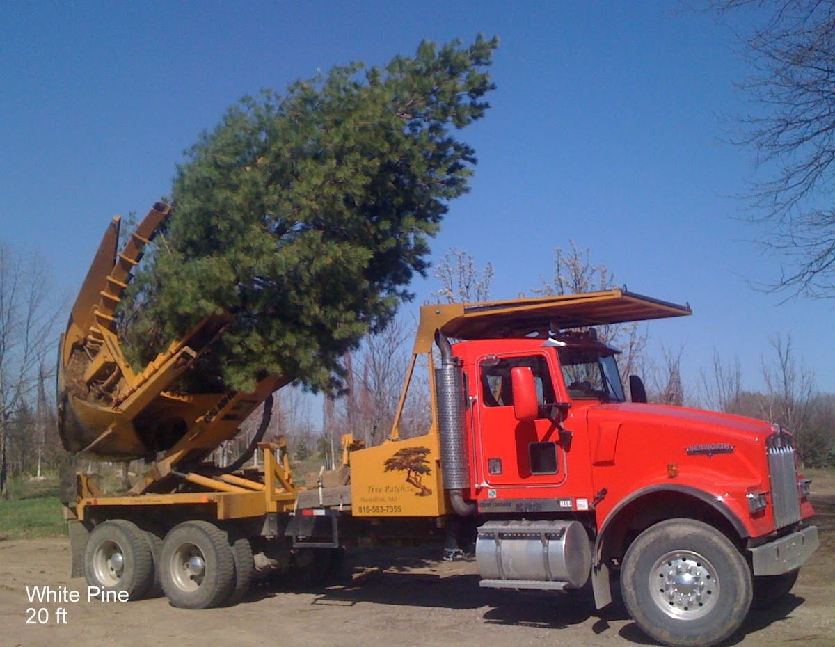 Tree Patch in Hamilton, Missouri