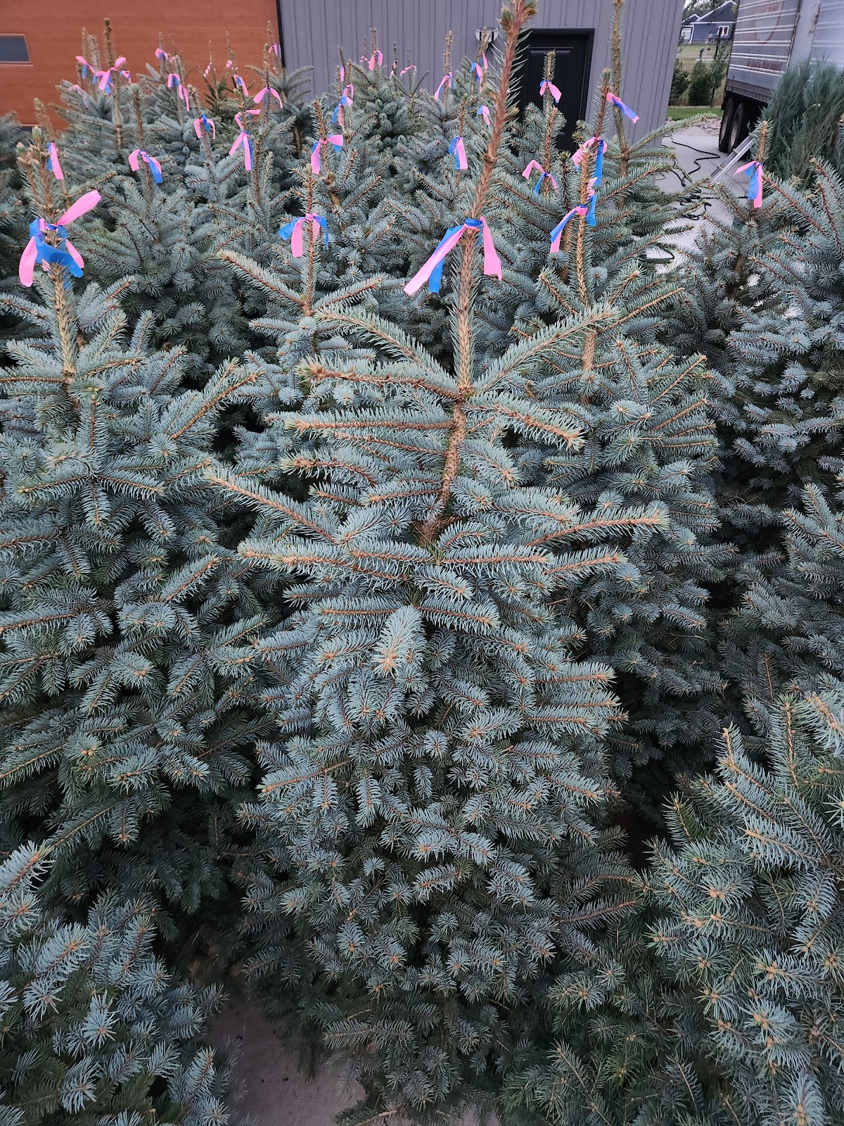 Tree Rows 4 U in Bismarck, North Dakota