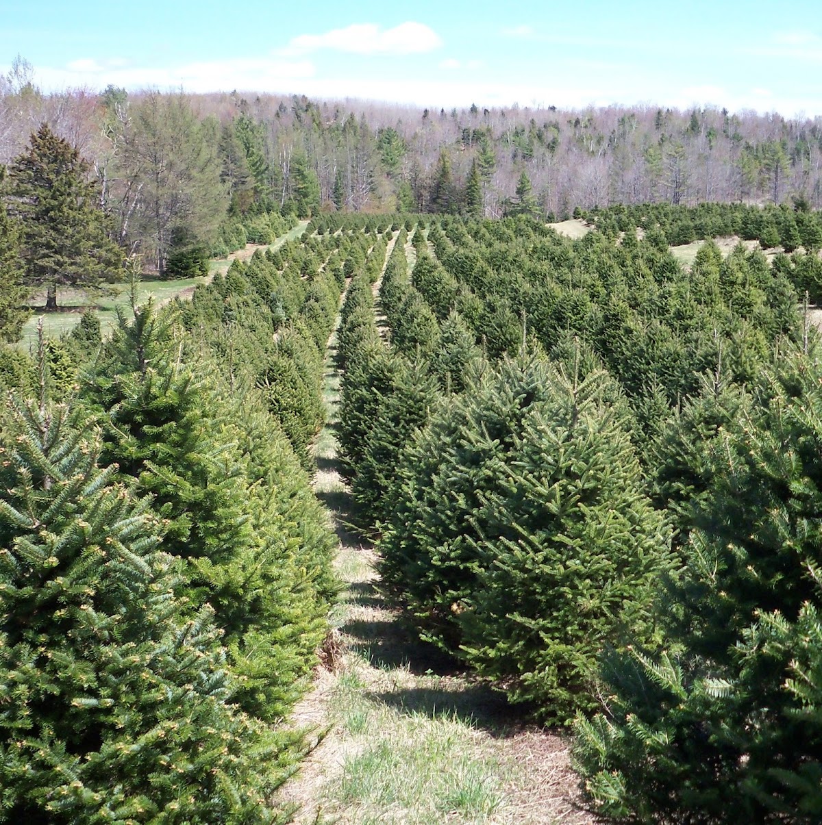 Trees To Please LLC in Norridgewock, Maine