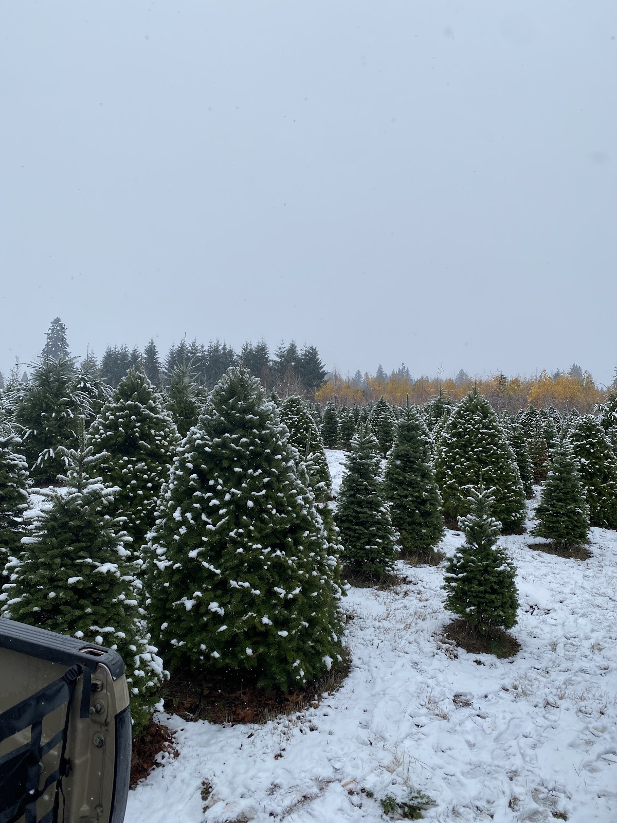 Triple B’s Christmas Trees U-Cut tree farm in Boring, Oregon