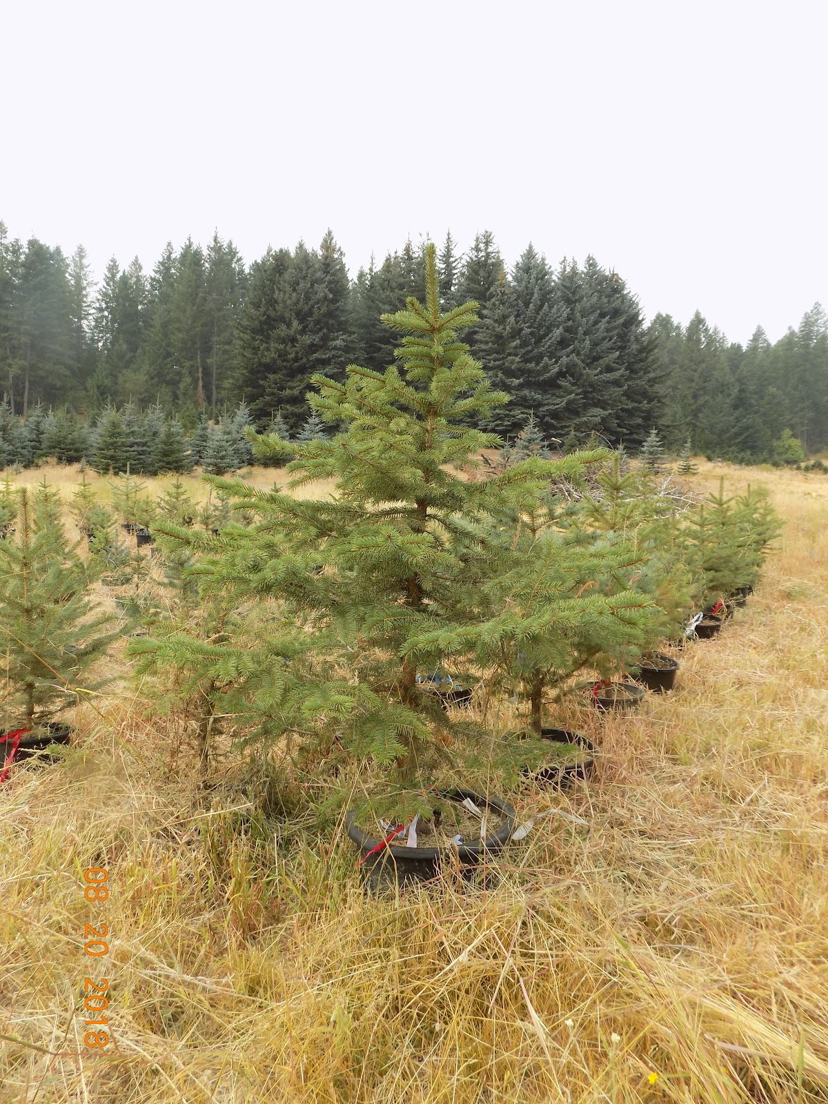 Triple T Nursery in Careywood, Idaho