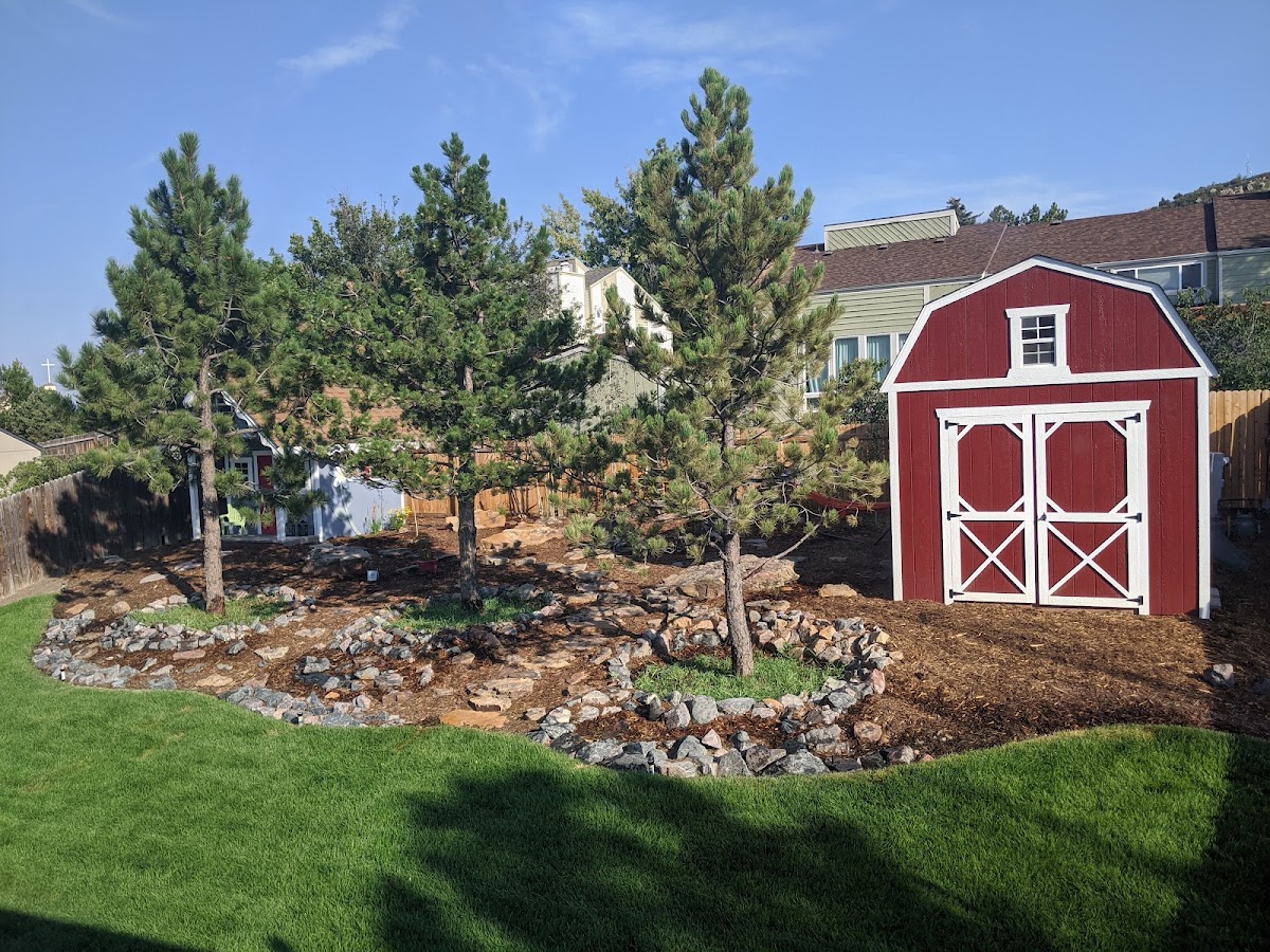True Spruce Tree Farm in Franktown, Colorado