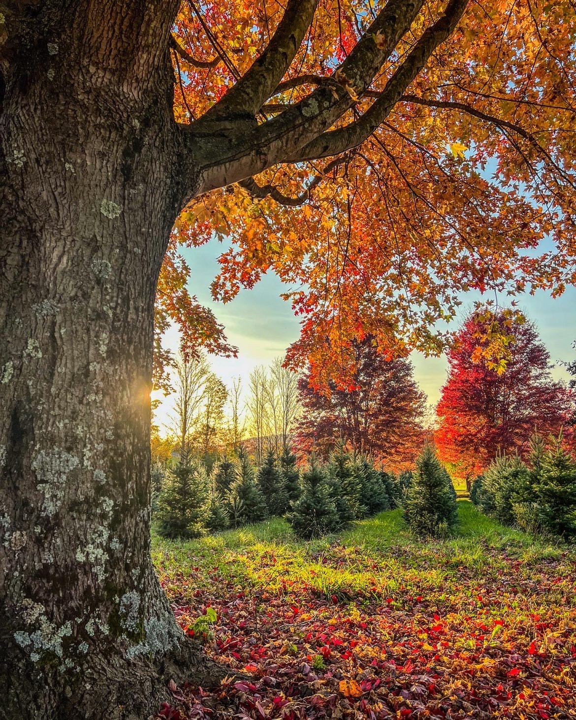 Tuckaway Tree Farm in Petersburg, Pennsylvania