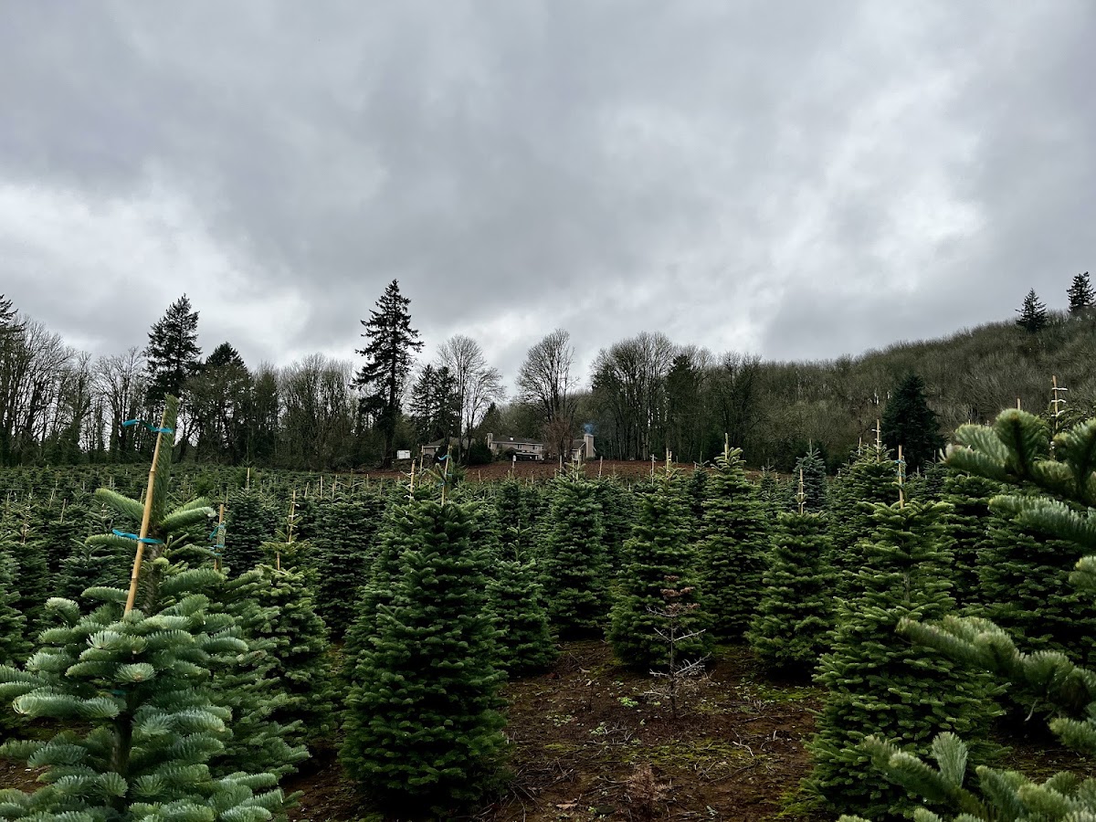 Tucker Tree Farm West U-Cut in Salem, Oregon