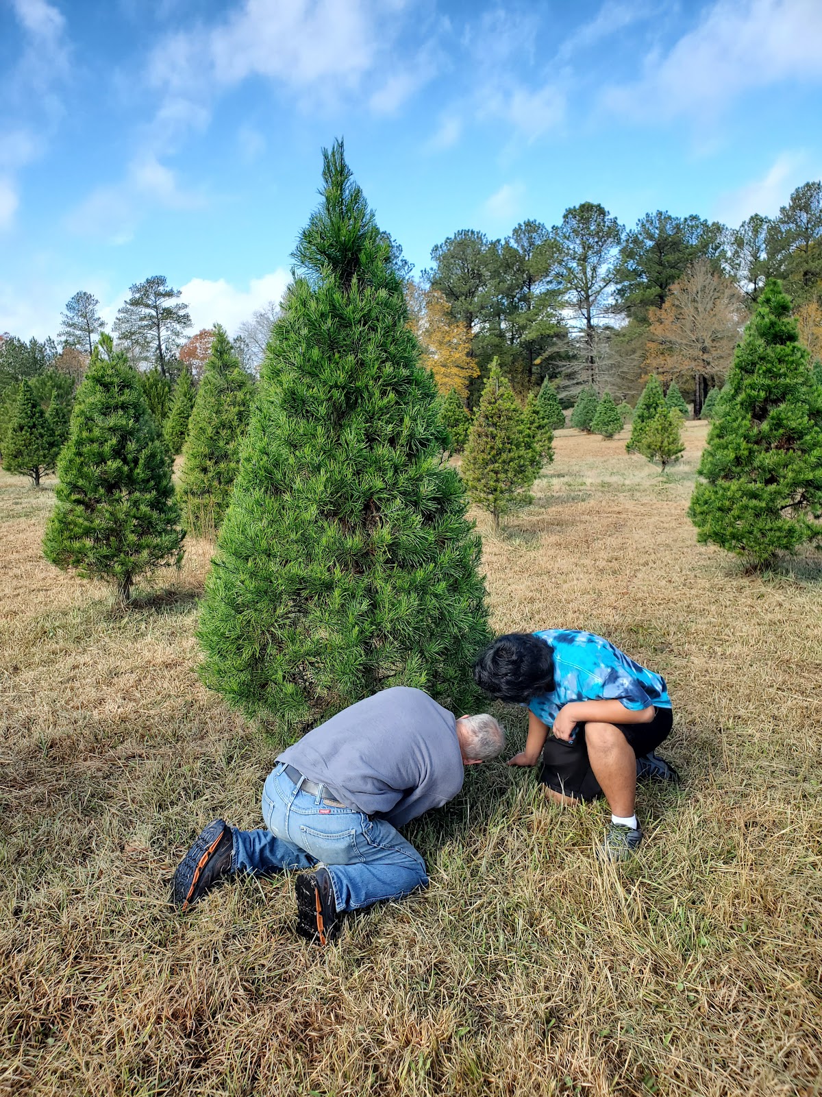 Turkey Creek Tree Farm in McCormick, South Carolina