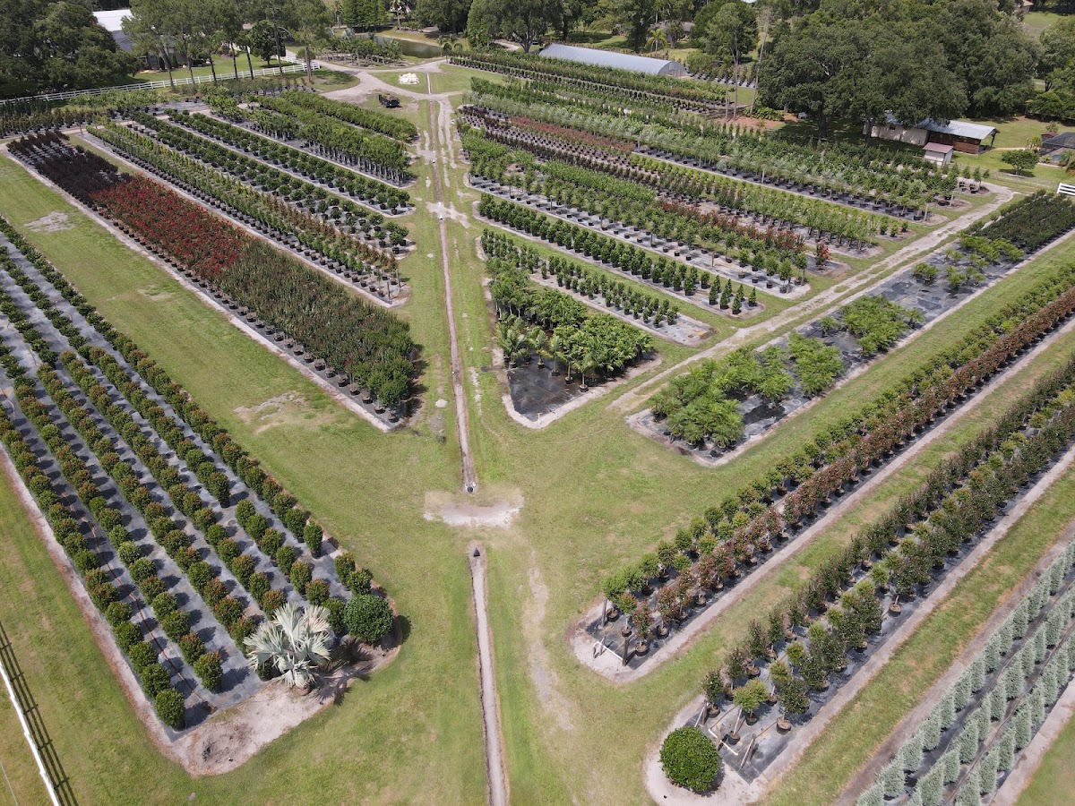 Turner's Tree Farm in Plant City, Florida