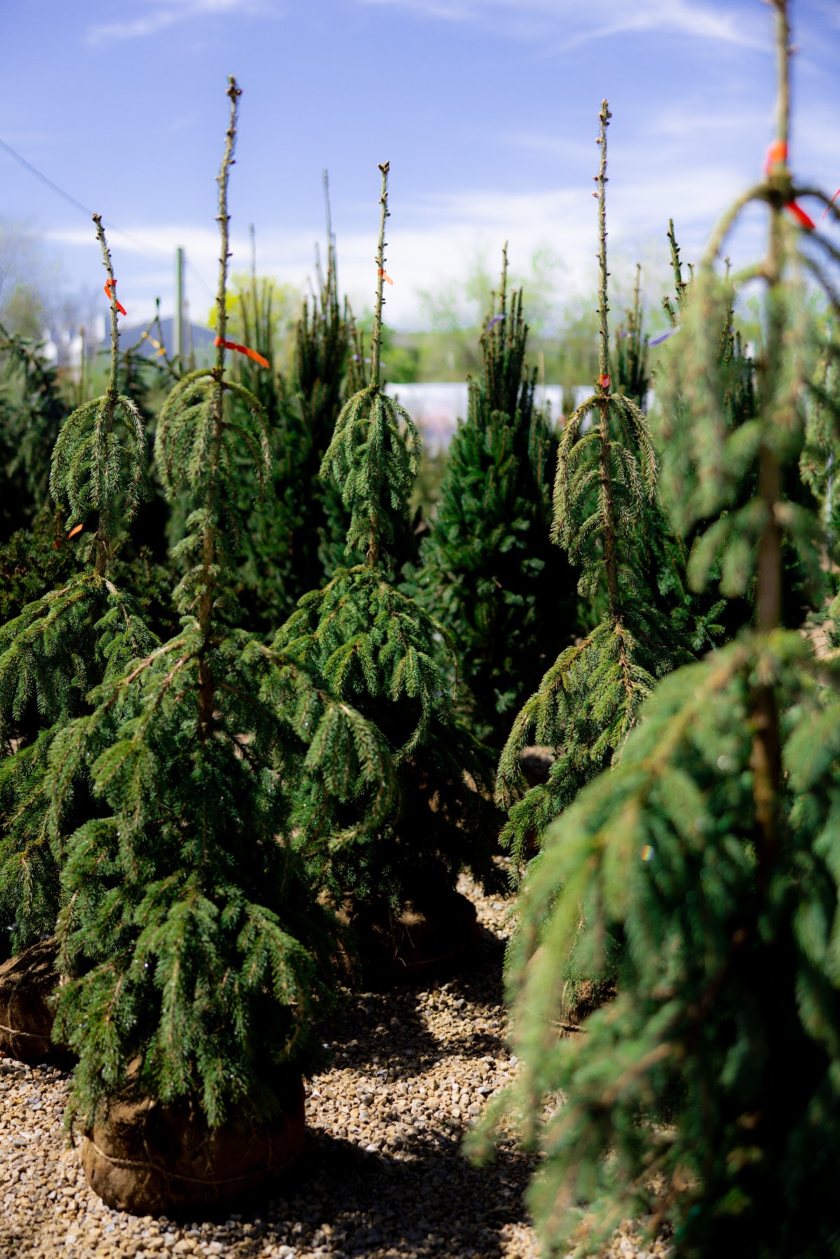 Twin Pines Nursery in Sandy, Utah