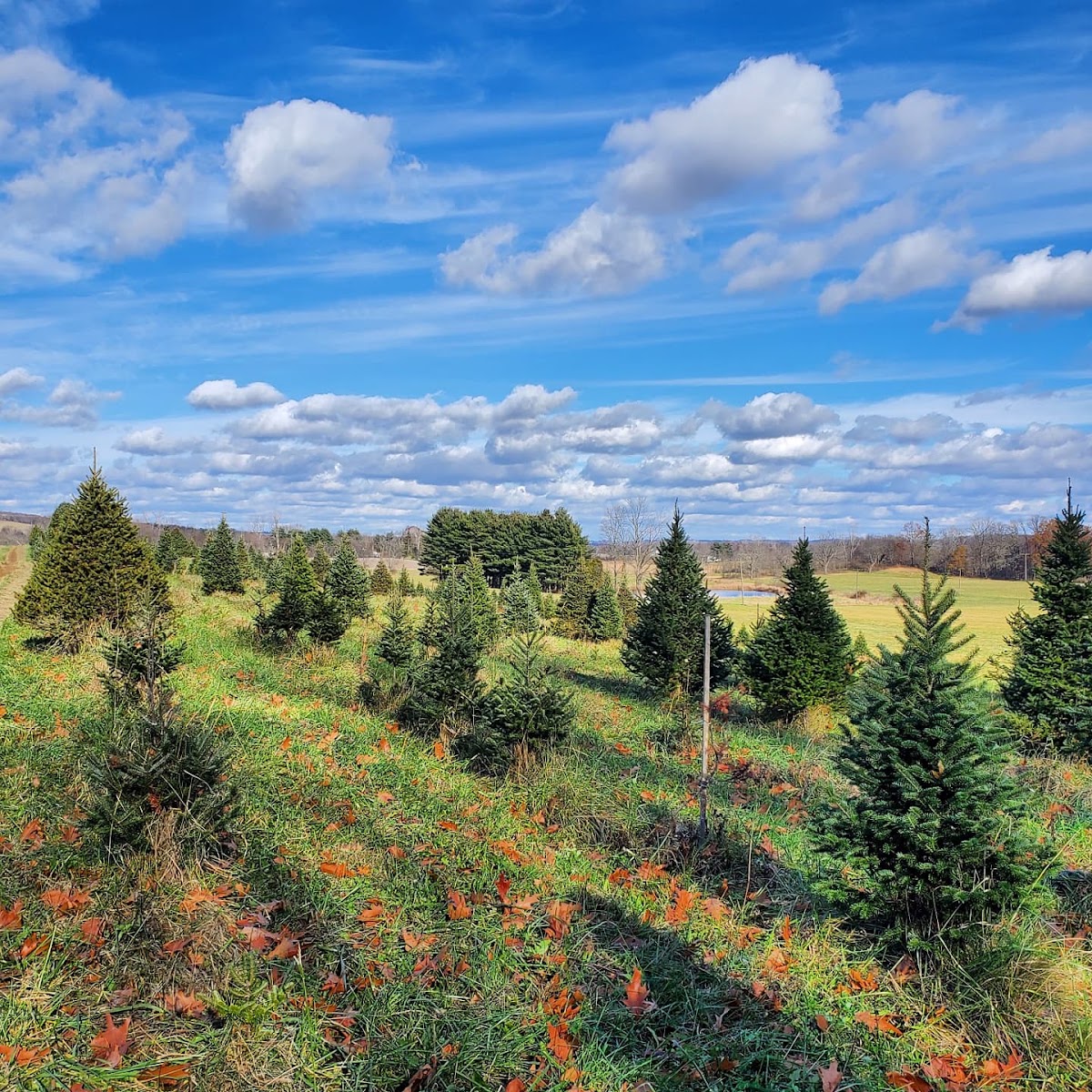Twinsberry Tree Farm in Shreve, Ohio