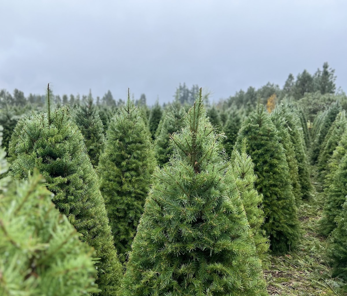 U Cut @ Springwater Ranch | Christmas Tree Farm in Oregon City, Oregon