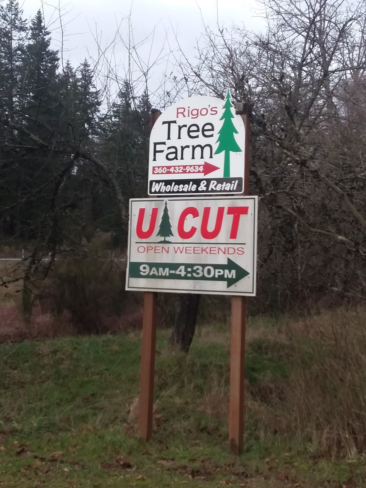 U-Cut Tree's in Shelton, Washington