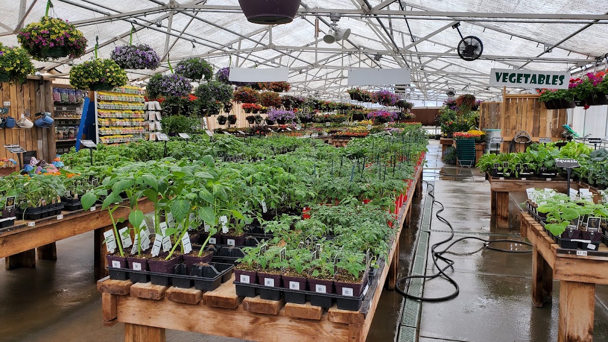 Urban Garden's Plants & Christmas Trees in Louisville, Colorado
