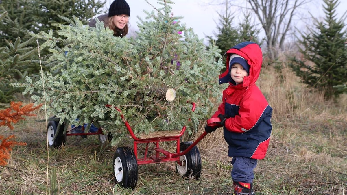 Urquhart's Tree Farm in Chelsea, Michigan