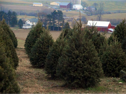 Valley View Christmas Tree Farm in New Tripoli, Pennsylvania