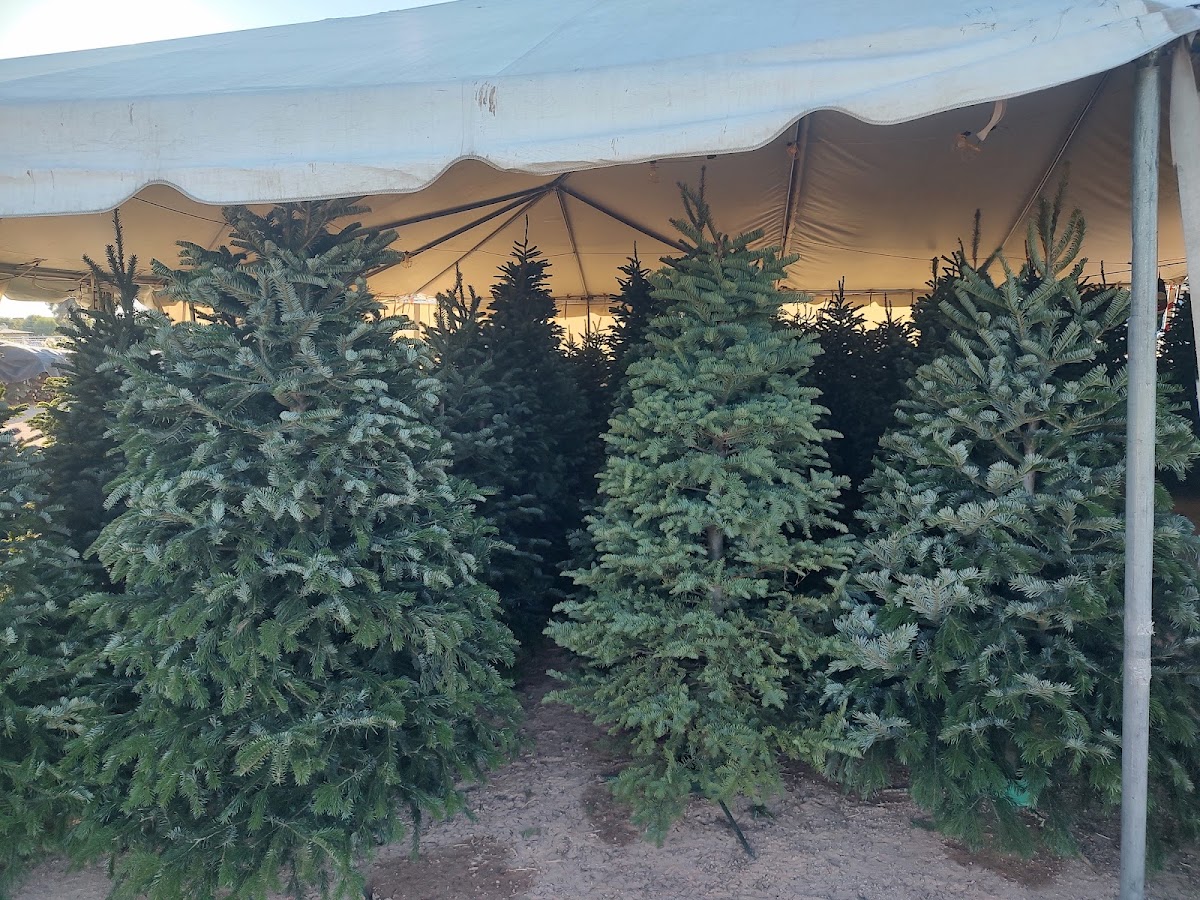 Valley View Christmas Trees in Gilbert, Arizona