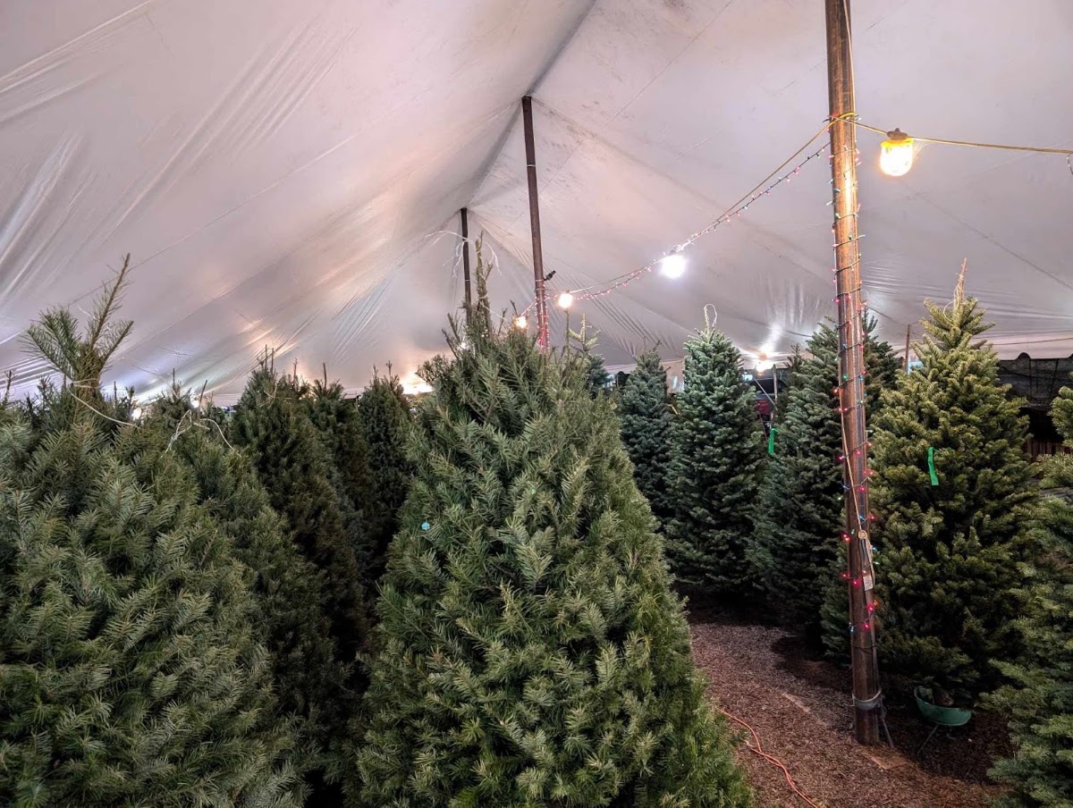 Valley View Christmas Trees in Waddell, Arizona
