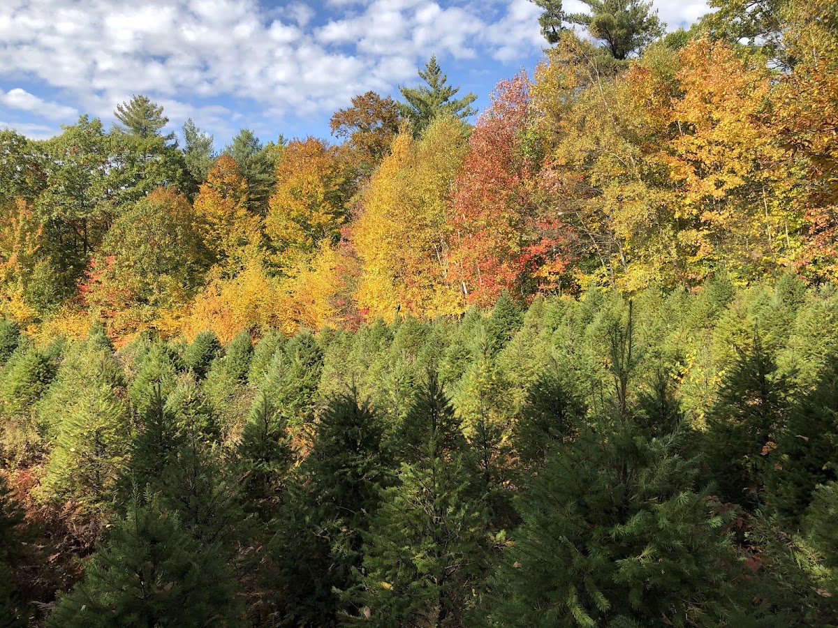 Varney Homestead Tree Farm in Alton, New Hampshire