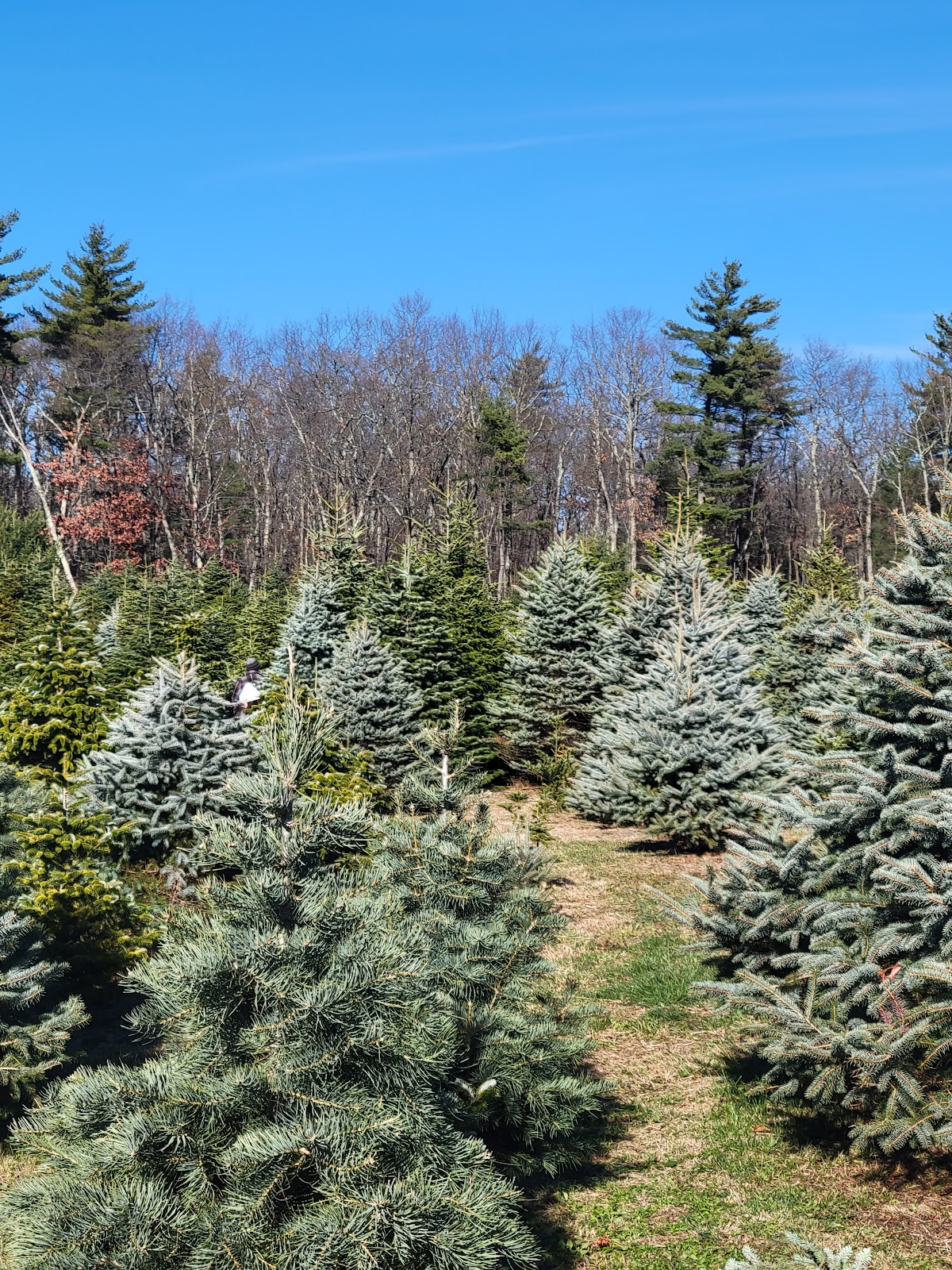 Veeder's Tree Farm in Earlton, New York