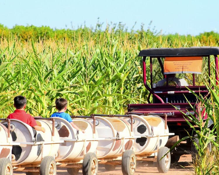 Vertuccio Farms in Mesa, Arizona