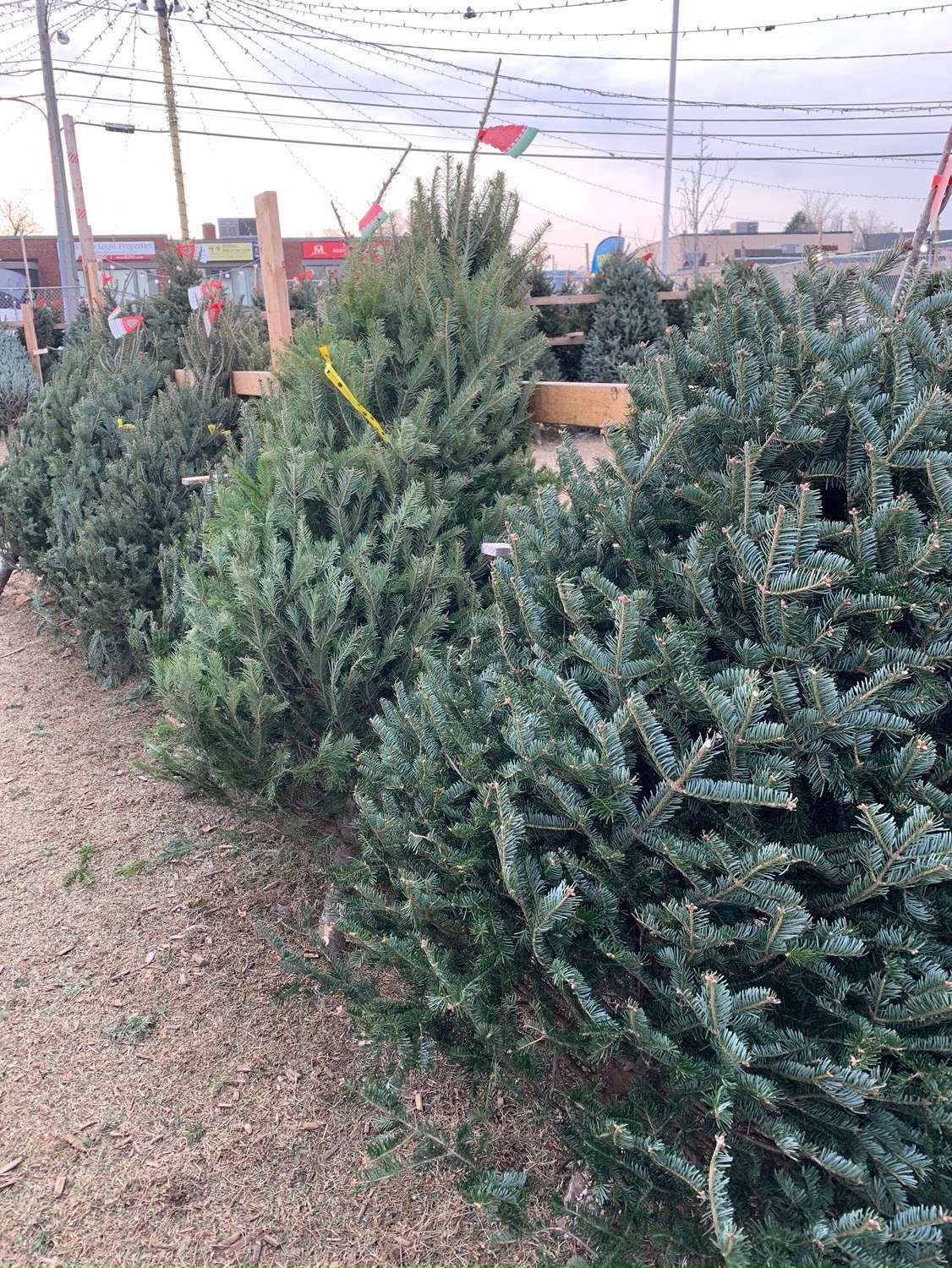 VFW Trees in Medford, Massachusetts