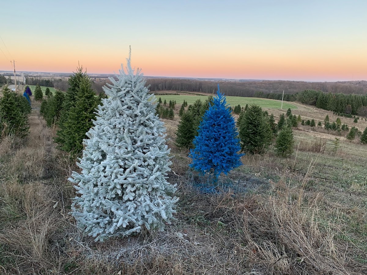 Vines Christmas Trees in Granton, Wisconsin