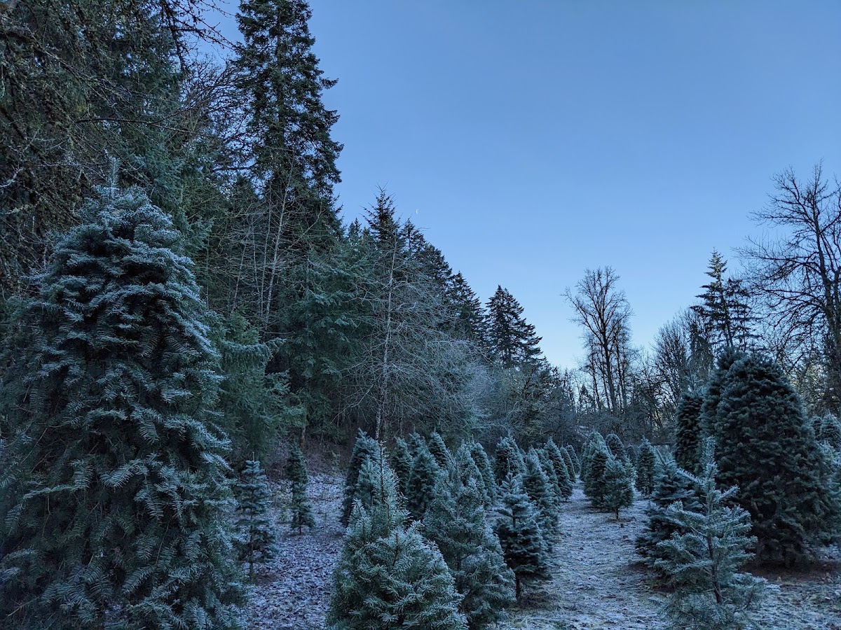 Vitae Springs Christmas Tree Farm in Salem, Oregon