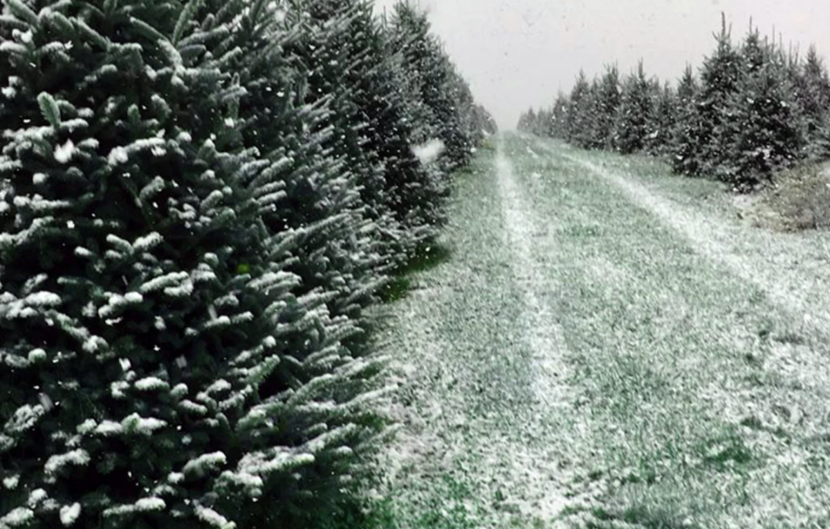 Vultaggio Choose and Cut Tree Farm in Kingsley, Michigan